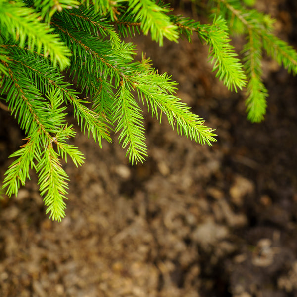Norway Spruce