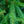 Load image into Gallery viewer, Norway Spruce