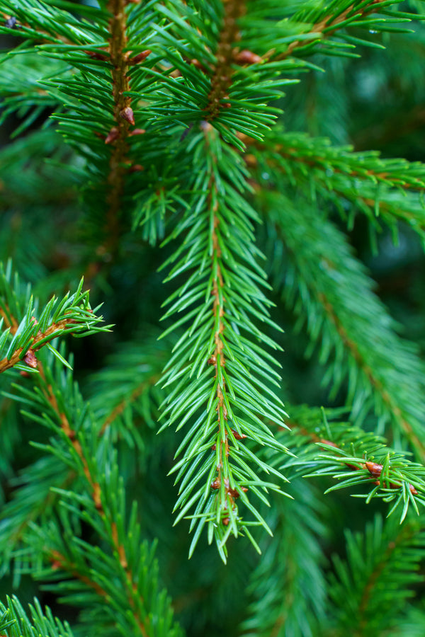 Norway Spruce