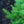 Load image into Gallery viewer, Norway Spruce