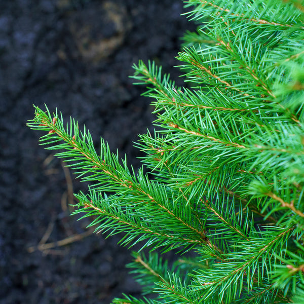 Norway Spruce