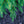 Load image into Gallery viewer, Norway Spruce