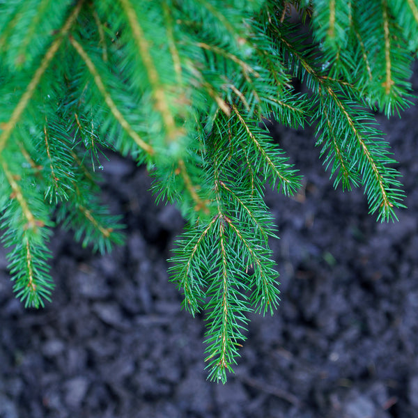 Norway Spruce