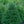 Load image into Gallery viewer, Norway Spruce