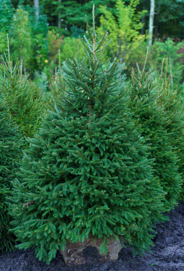 Norway Spruce