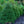 Load image into Gallery viewer, Norway Spruce