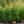 Load image into Gallery viewer, Norway Spruce