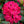 Load image into Gallery viewer, Nova Zembla Rhododendron - Rhododendron - Shrubs