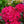 Load image into Gallery viewer, Nova Zembla Rhododendron - Rhododendron - Shrubs