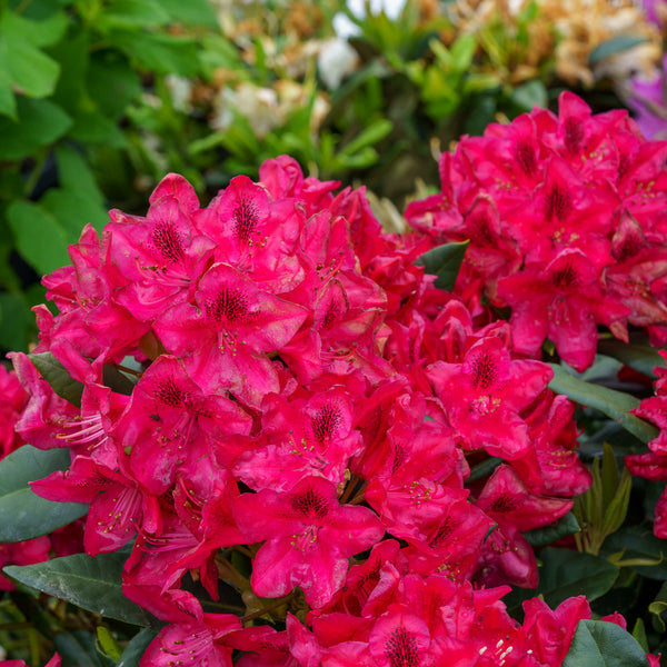 Nova Zembla Rhododendron - Rhododendron - Shrubs