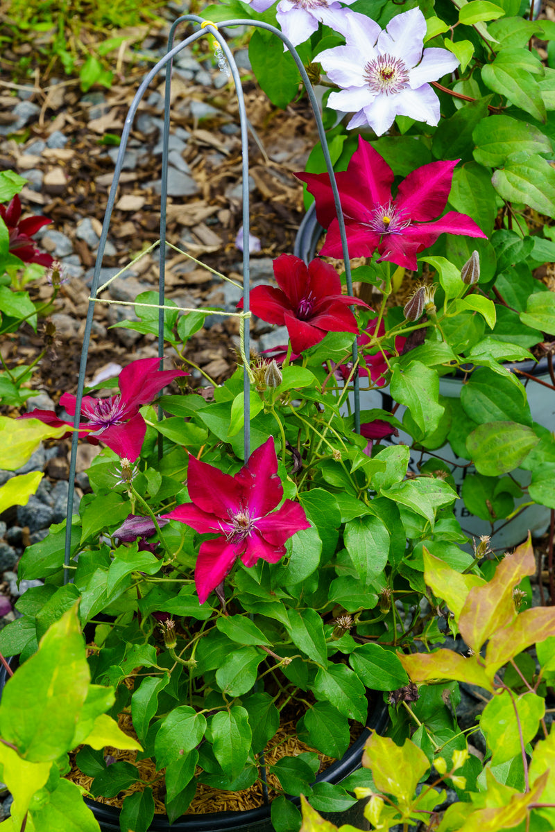 Boulevard Nubia Clematis – Plant Detectives