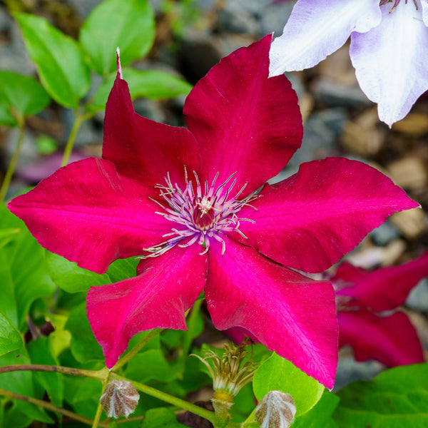 Nubia Clematis