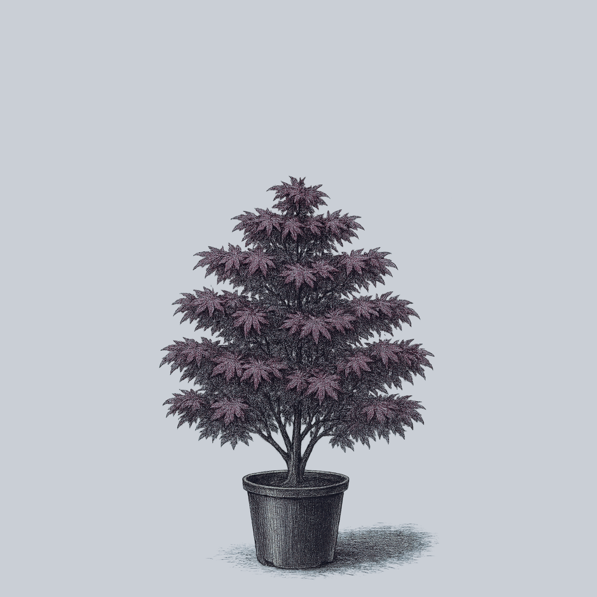 Oshio-Beni Japanese Maple – Plant Detectives