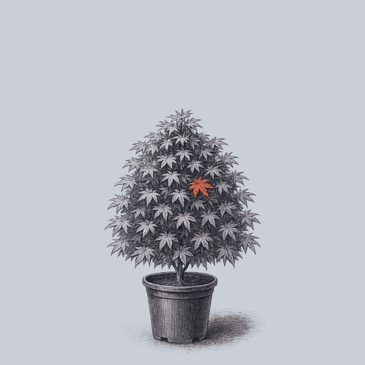 Otome Zakura Japanese Maple – Plant Detectives