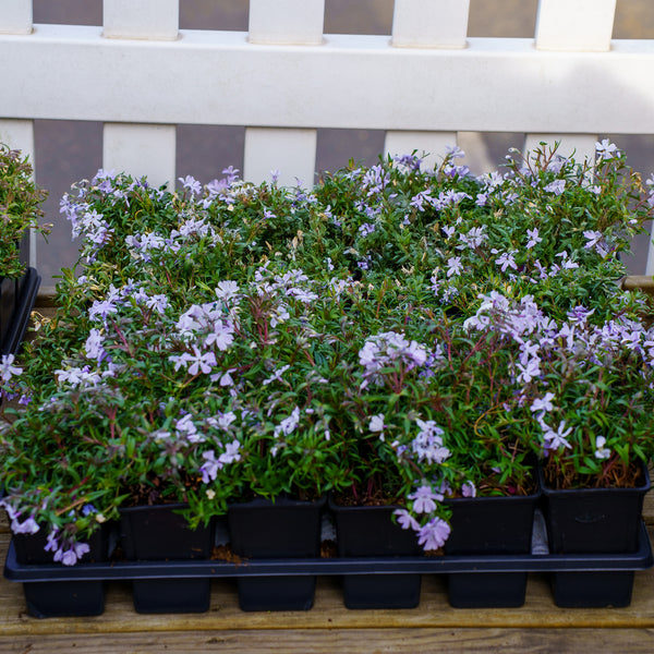Oakington Blue Eyes Creeping Phlox