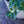 Load image into Gallery viewer, Oakleaf Red Holly