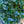 Load image into Gallery viewer, Oakleaf Red Holly