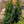 Load image into Gallery viewer, Oakleaf Red Holly