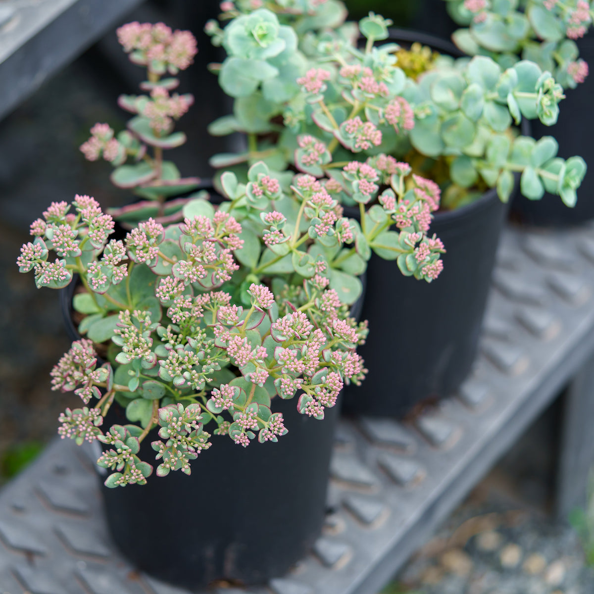 october daphne succulent October Daphne Stonecrop – Plant Detectives