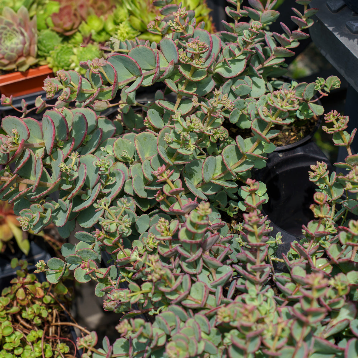 october daphne succulent October Daphne Stonecrop – Plant Detectives