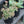 Load image into Gallery viewer, October Daphne Stonecrop