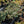 Load image into Gallery viewer, October Daphne Stonecrop