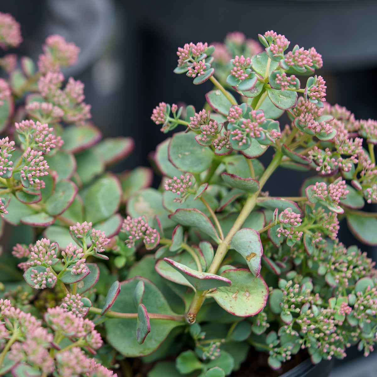 October Daphne Stonecrop – Plant Detectives