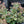 Load image into Gallery viewer, October Daphne Stonecrop
