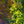 Load image into Gallery viewer, October Glory Red Maple