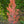 Load image into Gallery viewer, October Glory Red Maple - Maple - Shade Trees