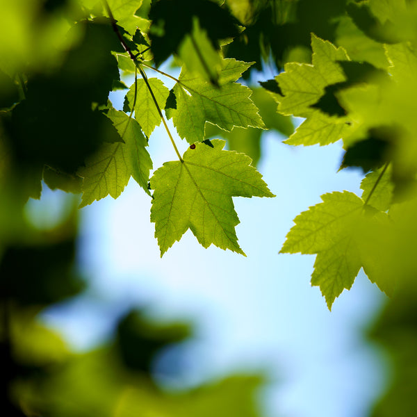 October Glory Red Maple