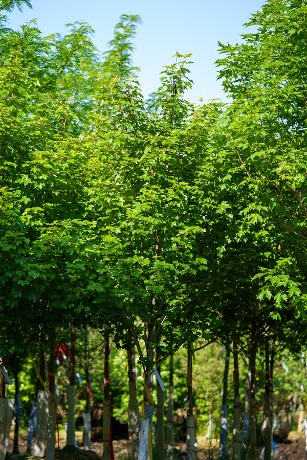 October Glory Red Maple