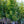 Load image into Gallery viewer, October Glory Red Maple