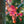 Load image into Gallery viewer, October Glory Red Maple