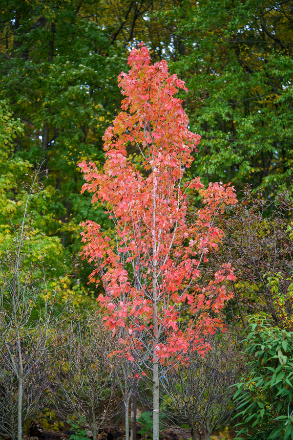 October Glory Red Maple