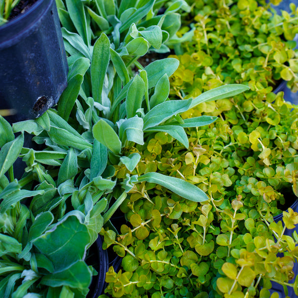 Oculata Rose Campion
