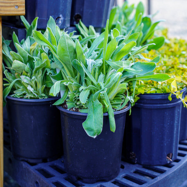 Oculata Rose Campion