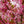Load image into Gallery viewer, Okame Flowering Cherry - Cherry - Flowering Trees