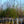 Load image into Gallery viewer, Okame Flowering Cherry - Cherry - Flowering Trees