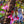 Load image into Gallery viewer, Okame Flowering Cherry - Cherry - Flowering Trees