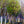 Load image into Gallery viewer, Okame Flowering Cherry - Cherry - Flowering Trees