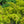 Load image into Gallery viewer, Old Gold Chinese Juniper