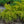 Load image into Gallery viewer, Old Gold Chinese Juniper