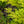 Load image into Gallery viewer, Old Gold Chinese Juniper