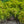 Load image into Gallery viewer, Old Gold Chinese Juniper