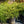 Load image into Gallery viewer, Old Gold Juniper - Juniper - Conifers