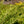 Load image into Gallery viewer, Old Gold Juniper - Juniper - Conifers