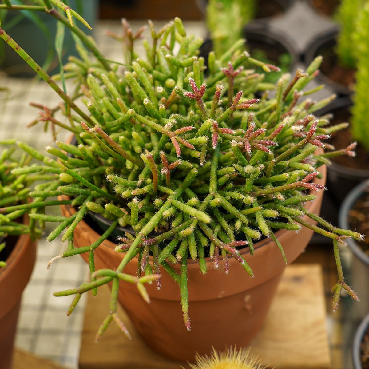Mistletoe Cactus – Plant Detectives