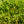 Load image into Gallery viewer, Hairy Mistletoe Cactus