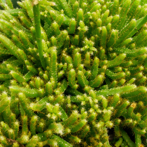 Hairy Mistletoe Cactus